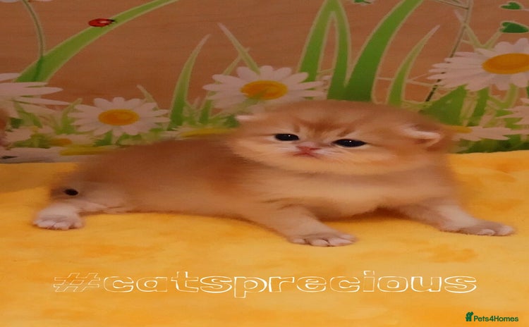 British Shorthair cats - Advert 4