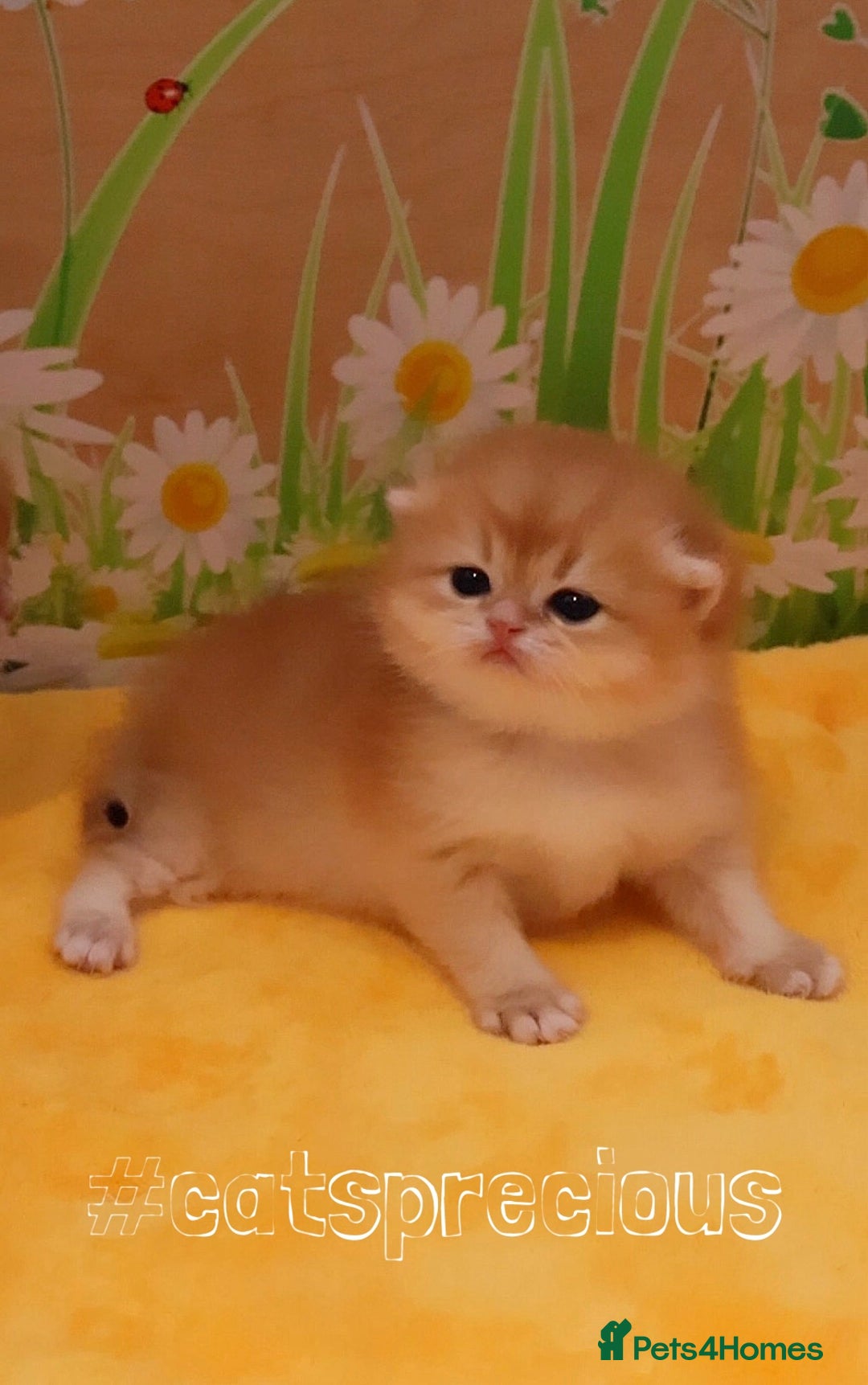 British Shorthair cats for sale: ✨Show quality Golden British Shorthair babies ✨ - Image 1