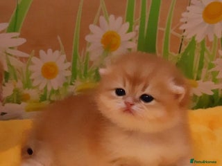 British Shorthair cats - Advert 7