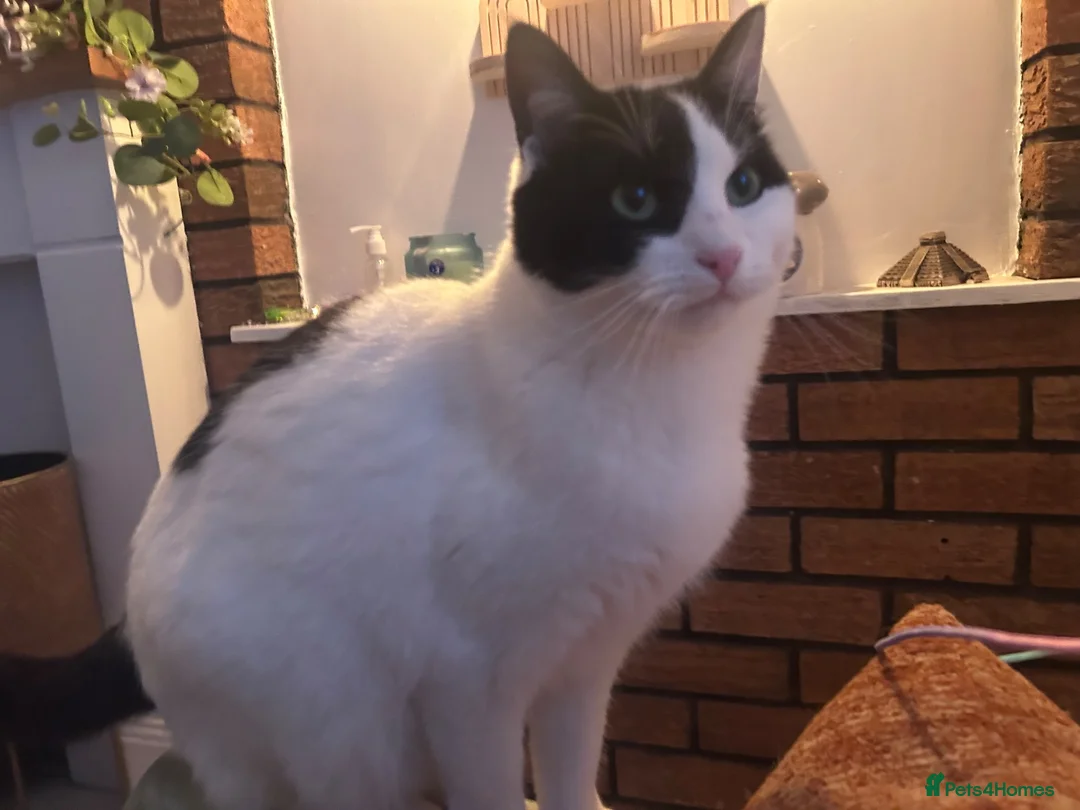 Mixed Breed cats for sale: Rehoming young neutered male cat in Merthyr Tydfil - Advert 5