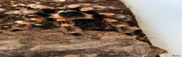 Tarantulas invertebrates for sale: Brachypelma smithi Red knee Tarantula  in Norwich - Advert 4