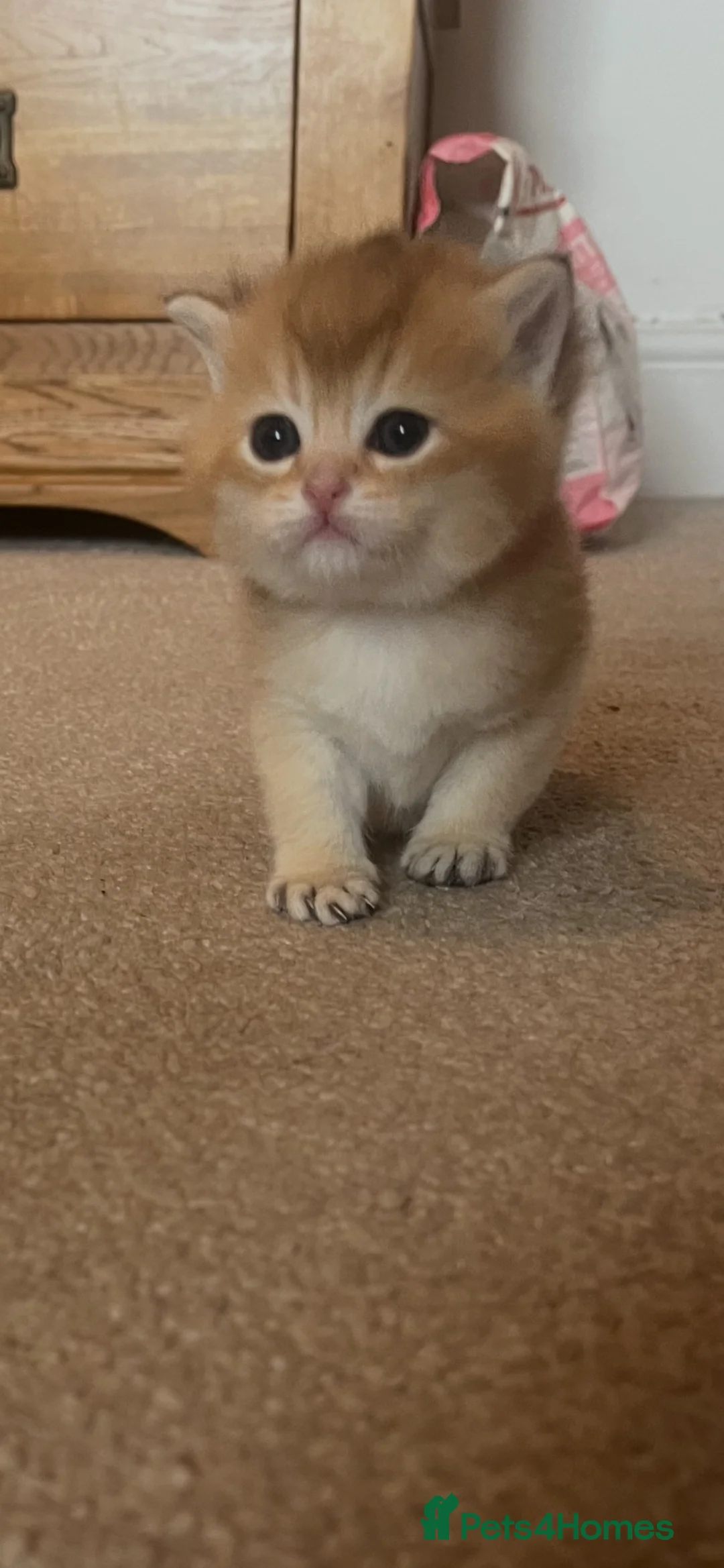 British Shorthair cats for sale: GCCF GOLDEN NY12 and BLUE GOLDEN AY12  - Advert 1