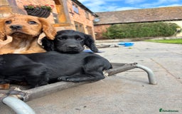 Cocker Spaniel dogs for sale: Beautiful Cocker Spaniel Puppies 🖤🧡 - Image 3
