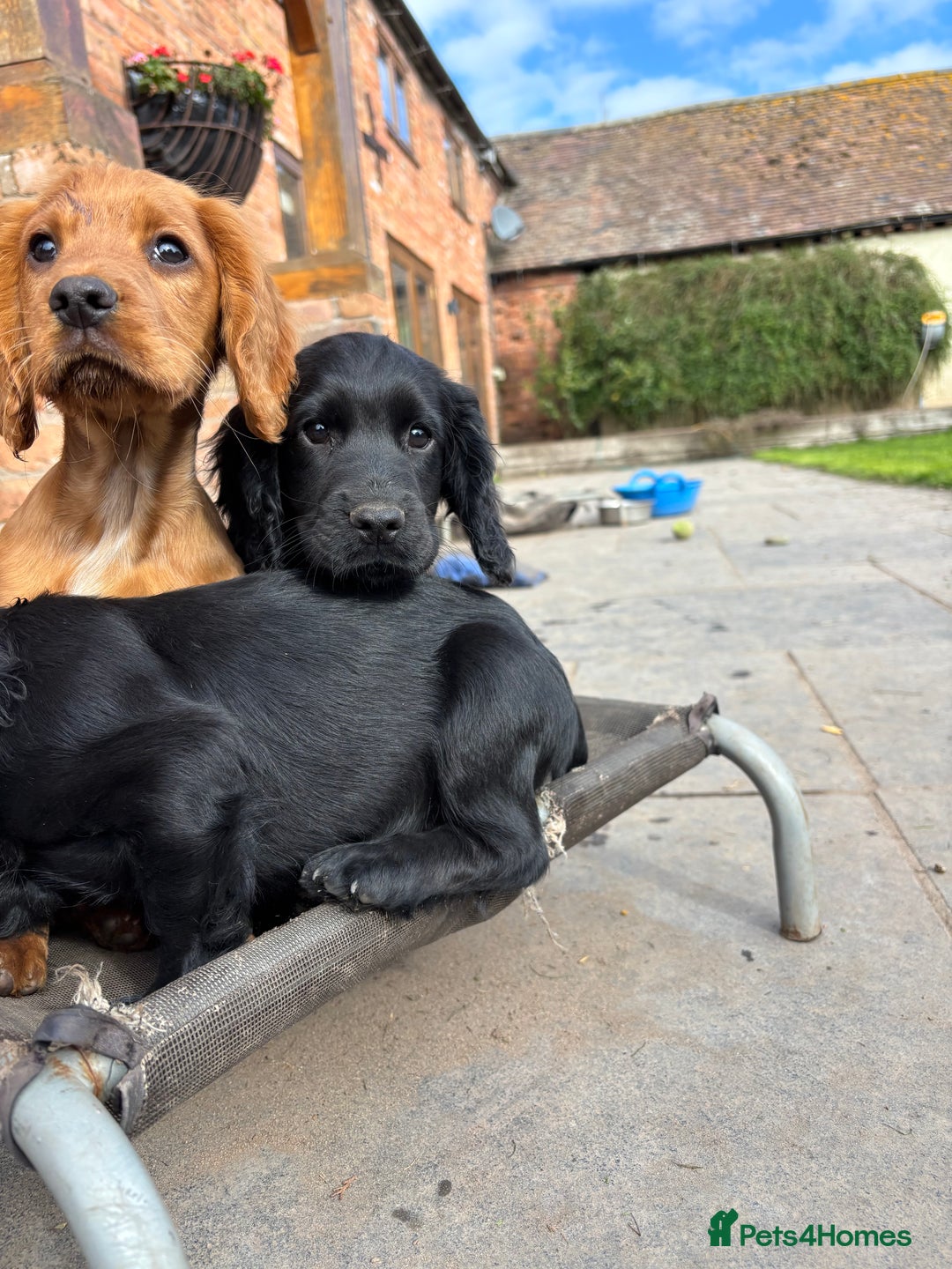 Cocker Spaniel dogs for sale: Beautiful Cocker Spaniel Puppies 🖤🧡 - Image 3