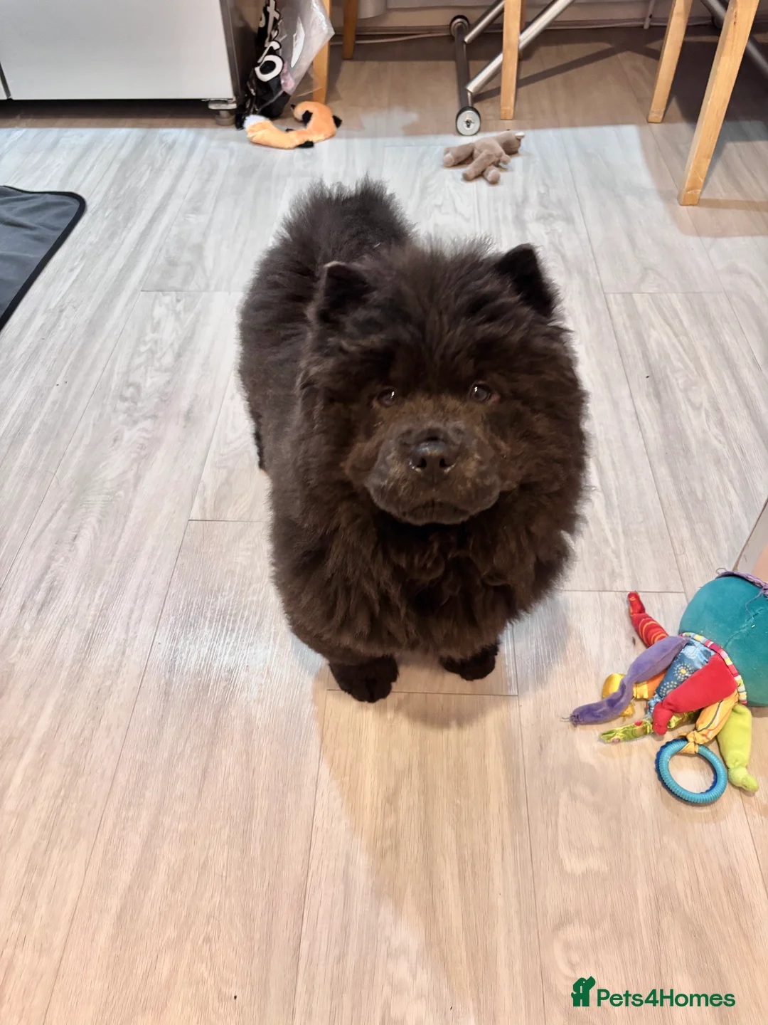 Chow Chow dogs for sale: Last Blue boy Chow Chow  - Advert 4