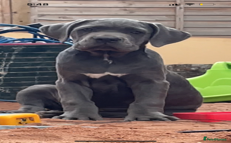 Cane Corso dogs - Advert 3