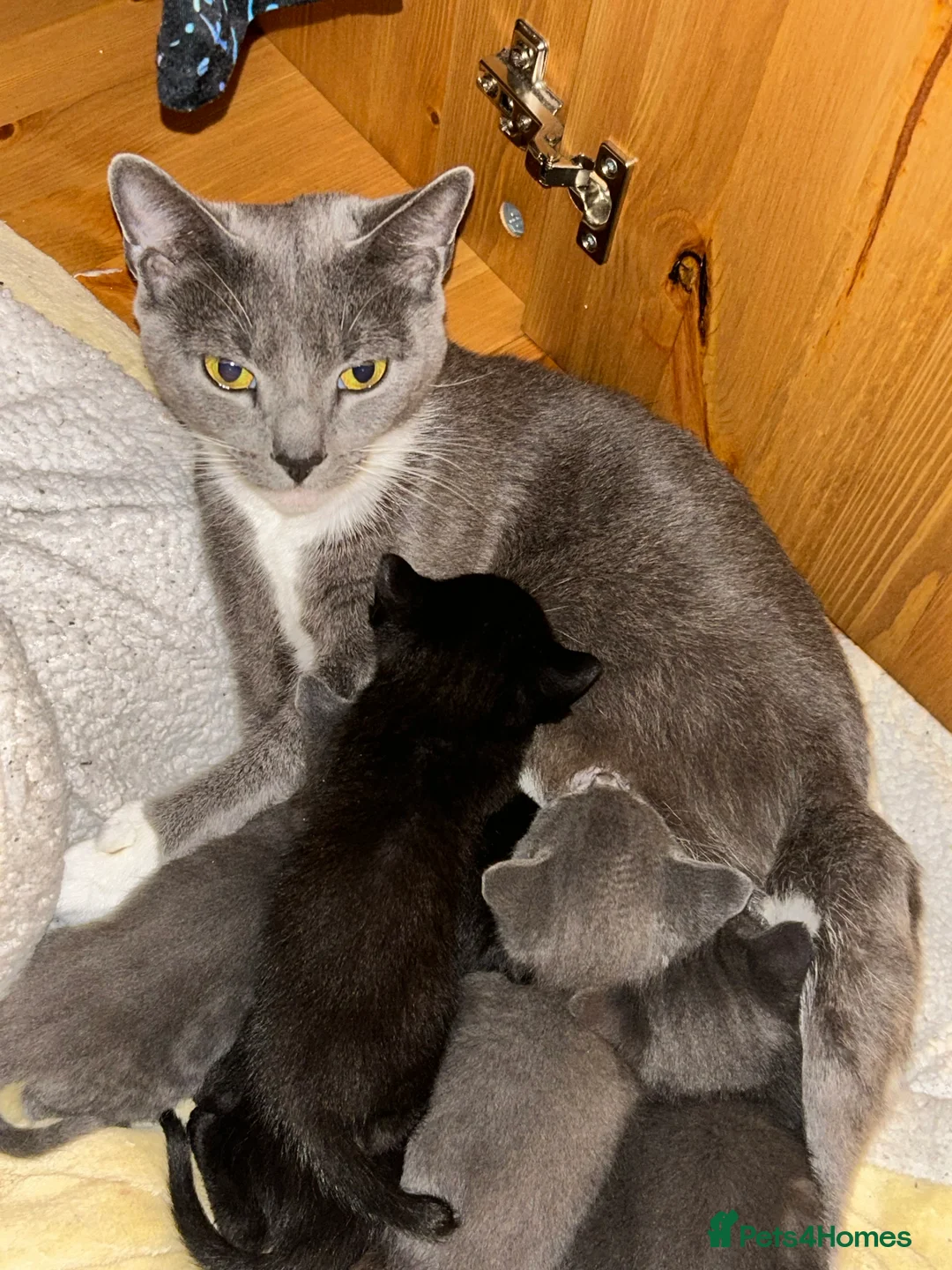 British Shorthair cats for sale: Beautiful black and grey kittens available  - Advert 5