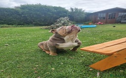 English Bulldog dogs for sale: Lilac and Tan English bulldog  - Image 2