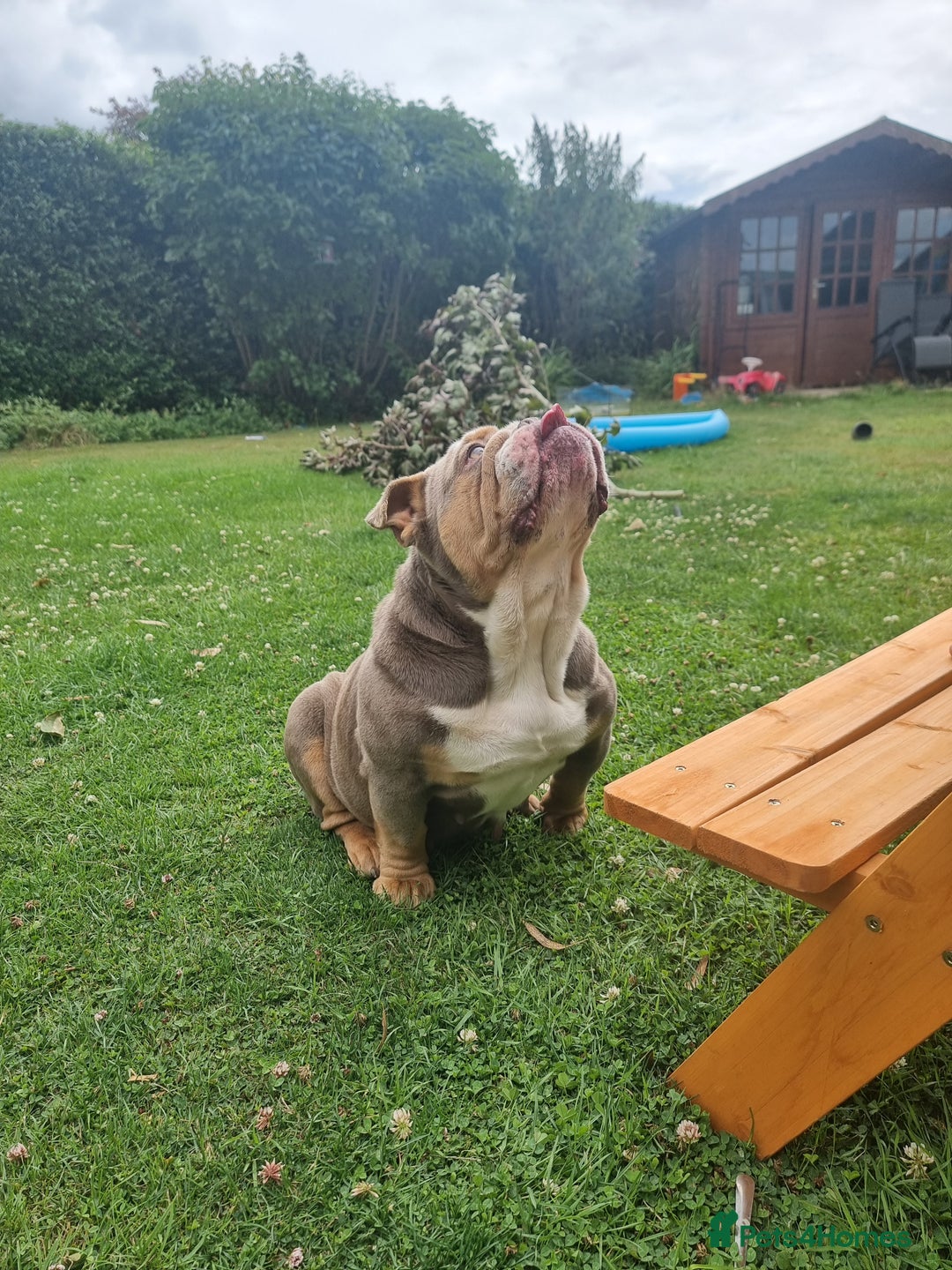 English Bulldog dogs for sale: Lilac and Tan English bulldog  - Image 2