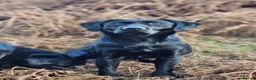 Labrador Retriever dogs for stud: Black Lab at Stud (Jocksburn Tay of Canderrose - Advert 2