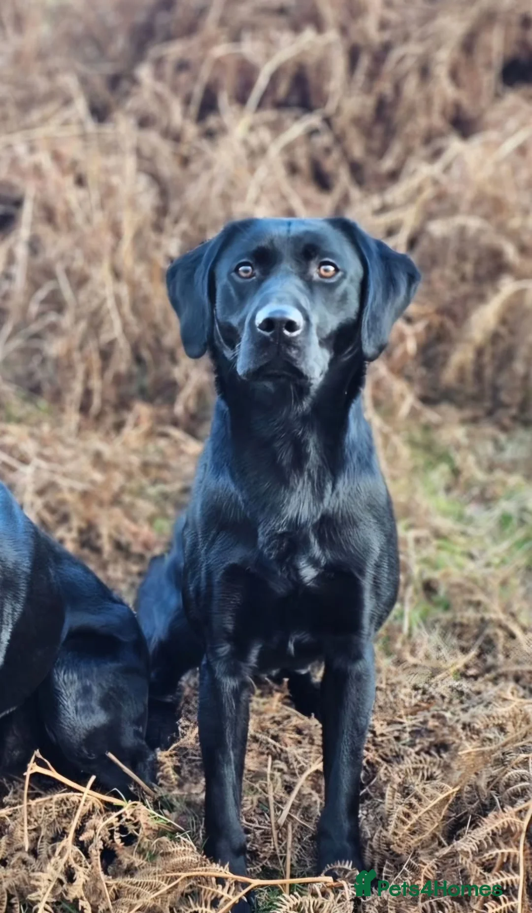 Labrador Retriever dogs for stud: Black Lab at Stud (Jocksburn Tay of Canderrose - Advert 2