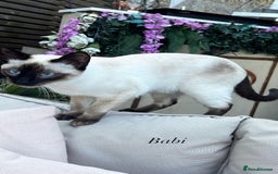 Siamese cats for sale: Human Toilet Trained! Exquisite Siamese Kittens - Image 17