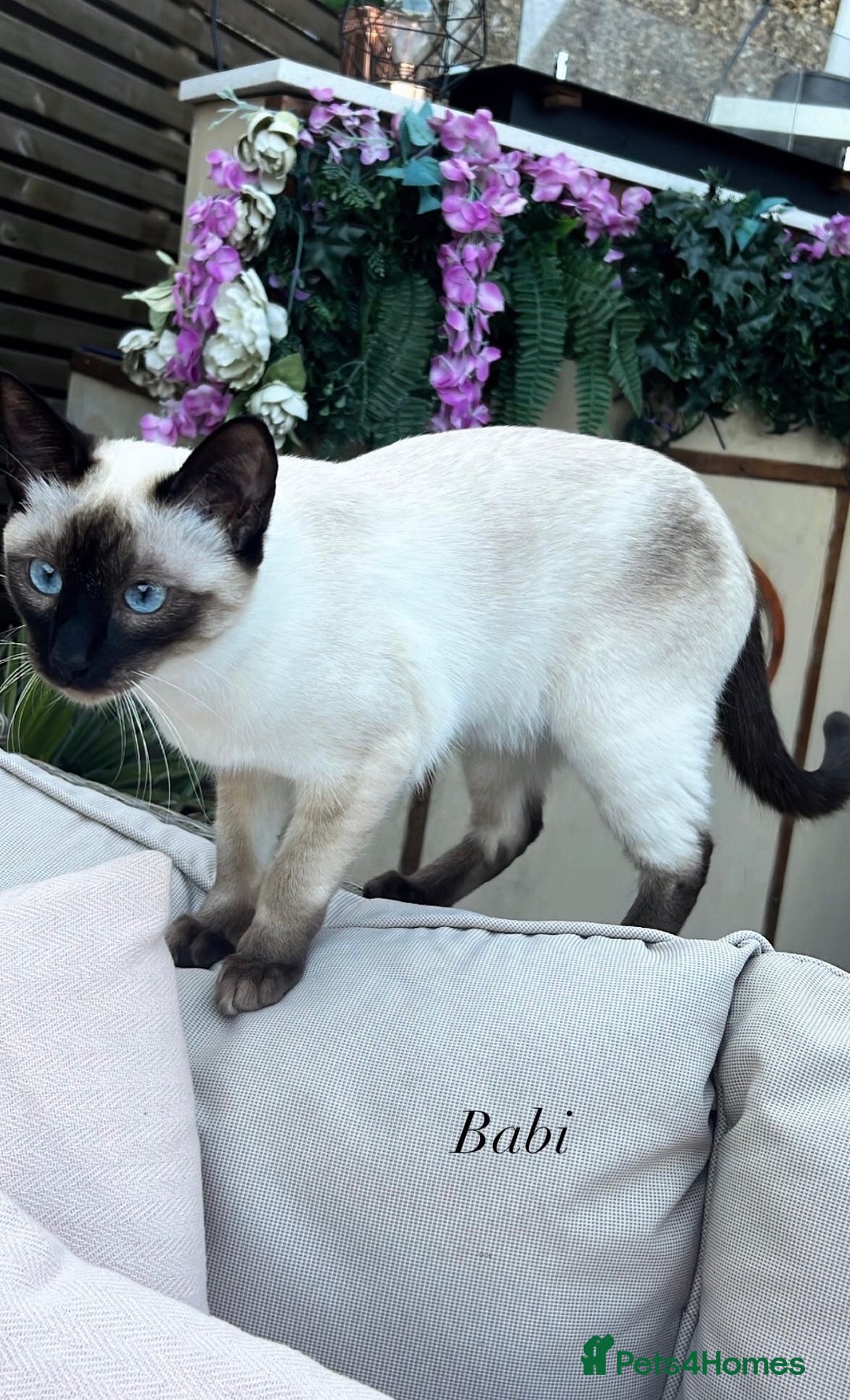Siamese cats for sale: Human Toilet Trained! Exquisite Siamese Kittens - Image 17