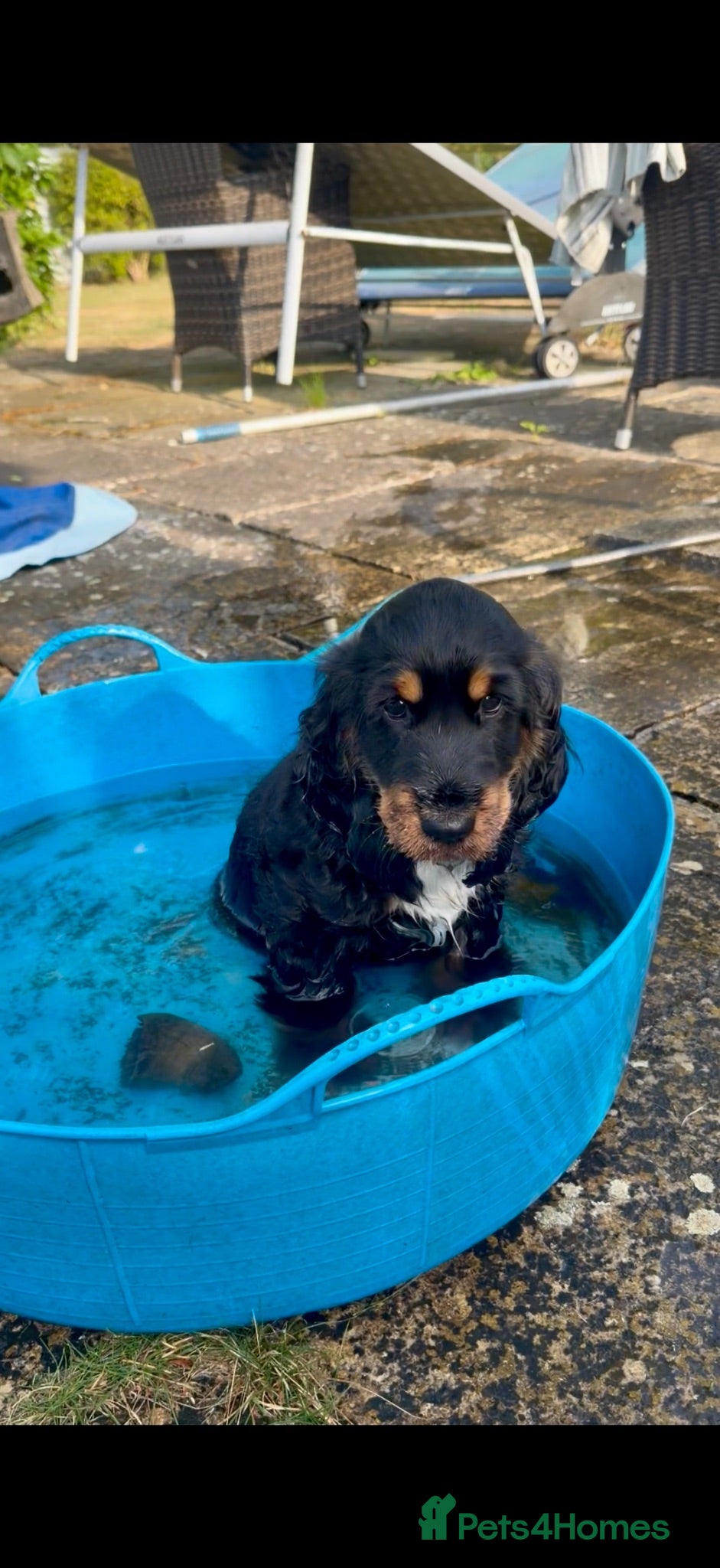 Cocker Spaniel dogs Last remaining Stunning KC show Cocker  - Advert 1