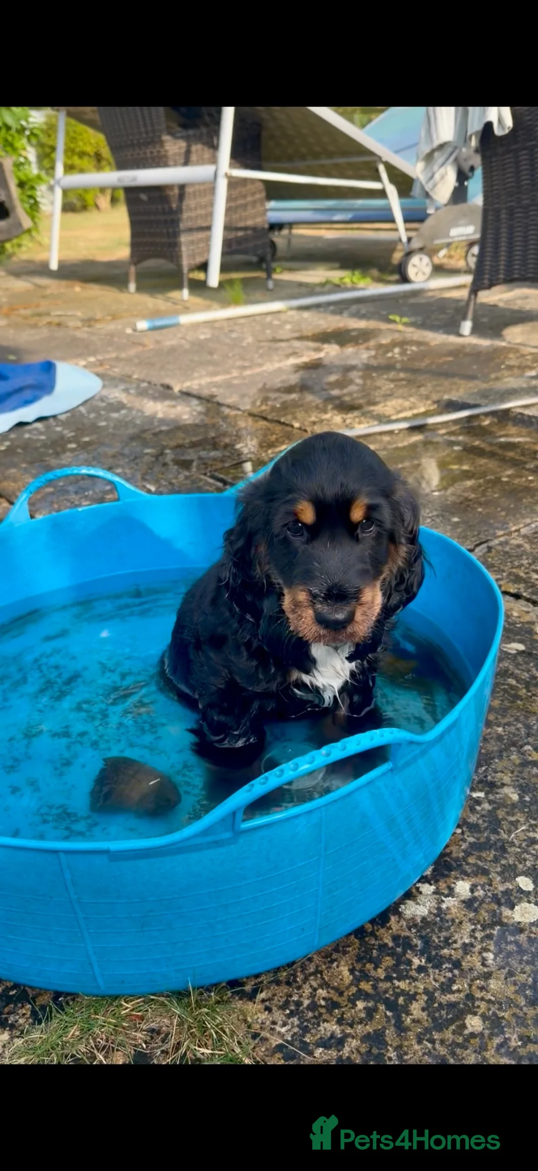 Cocker Spaniel dogs for sale: Last remaining Stunning KC show Cocker  - Advert 1