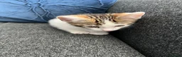 Mixed Breed cats for sale: Bengal x Tabby - Advert 3