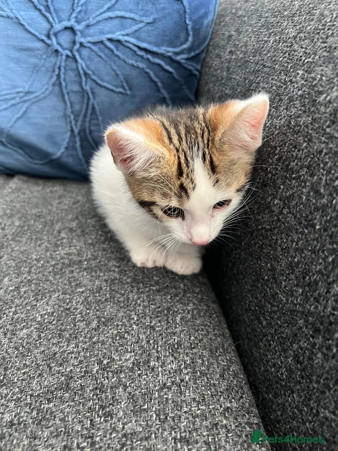 Mixed Breed cats for sale: Bengal x Tabby - Advert 3
