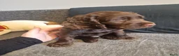 Cocker Spaniel dogs for sale: Cocker spaniel puppies  - Advert 20