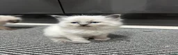 Ragdoll cats for sale: Beautiful Ragdoll Kittens for sale  - Advert 2