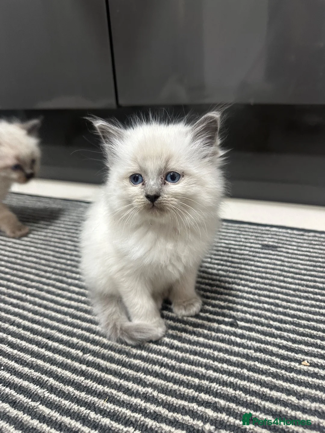 Ragdoll cats for sale: Beautiful Ragdoll Kittens for sale  - Advert 2