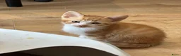 Domestic Shorthair cats for sale: cute Kittens Looking for Their Forever Homes 🐾 - Advert 12