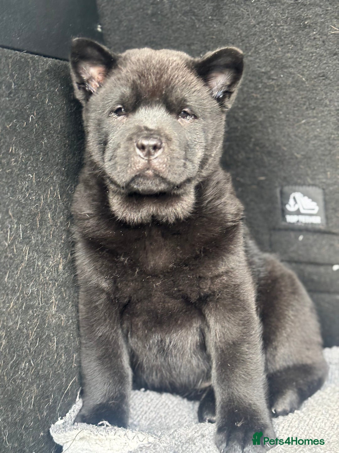 Chow Chow dogs for sale: REDUCED PRICE Chow chow pups mixed  coats  - Advert 4