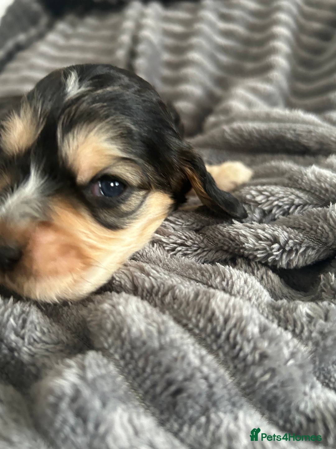 Cocker Spaniel dogs for sale: 🐾Cocker Spaniel Puppies-Ready in 5 Weeks🐾 - Image 19