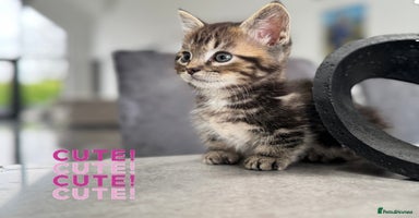 Munchkin cats - Advert 4