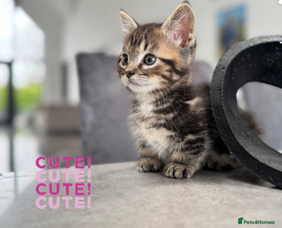 Munchkin cats - Advert 1