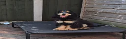 Cocker Spaniel dogs for sale: KC SHOW COCKER - Advert 5