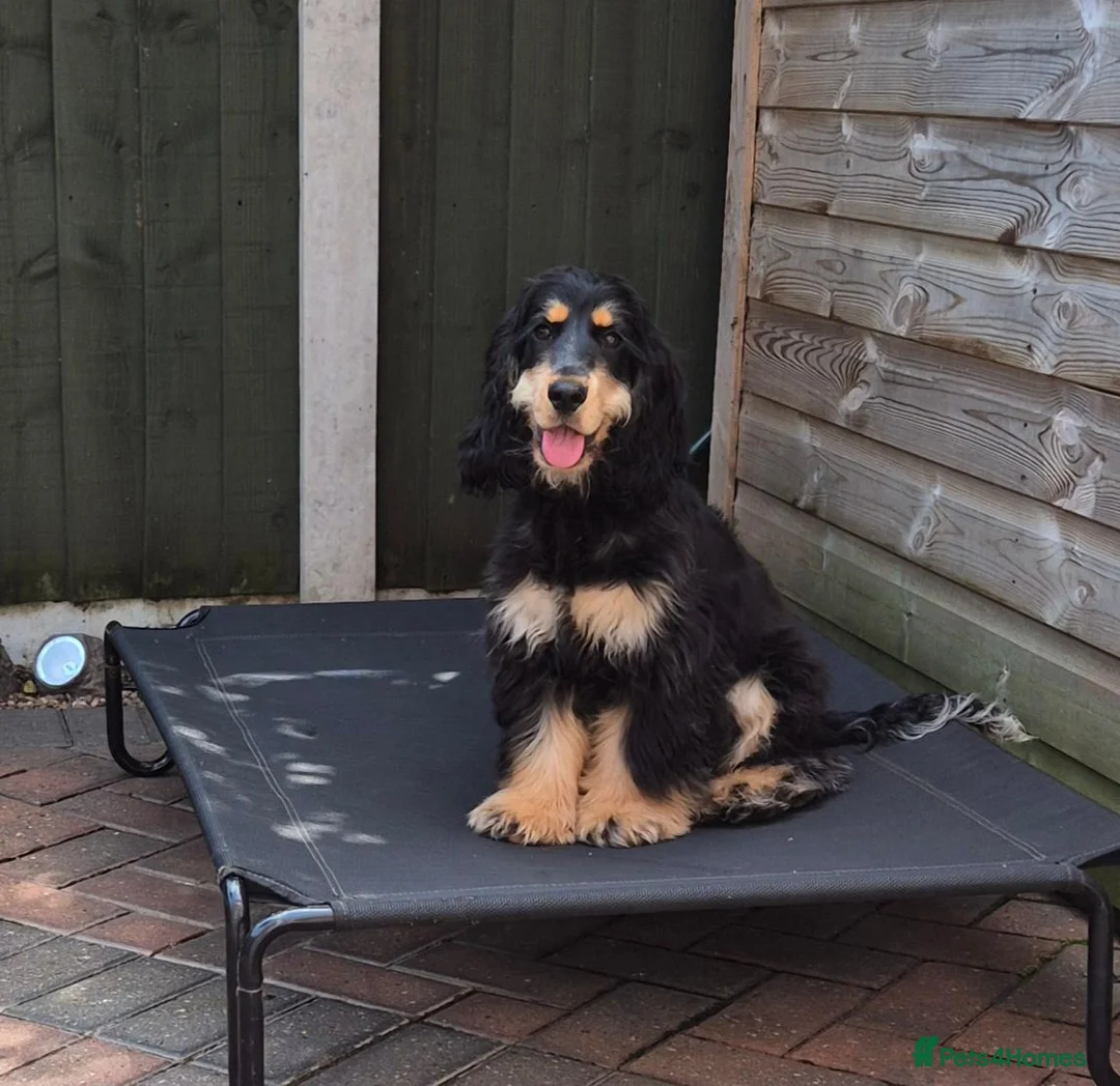 Cocker Spaniel dogs for sale: KC SHOW COCKER - Advert 5