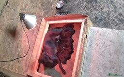 Labrador Retriever dogs for sale: 1 male Labrador puppy - Image 13