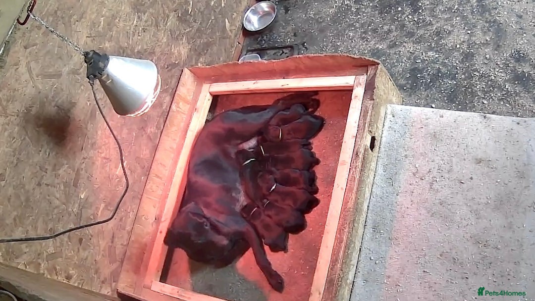 Labrador Retriever dogs for sale: 1 male Labrador puppy - Image 13