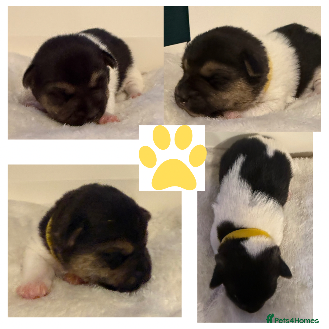 Jack Russell dogs for sale: Miniature Short-Legged Traditional Jack Russells - Image 3