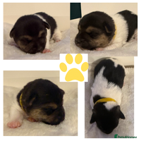 Jack Russell dogs - Advert 3