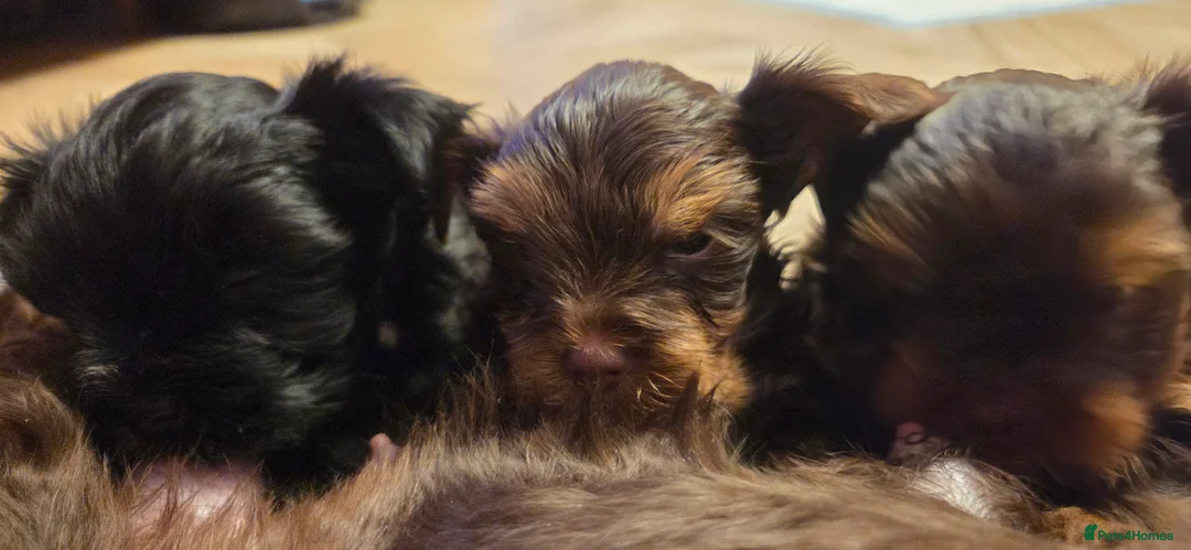 Yorkshire Terrier dogs for sale: Inka's 1st litter -Yorkshire terriers  - Advert 8