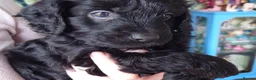 Cockapoo dogs for sale: BLACK COCKAPOO  - Advert 4