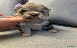 Chow Chow dogs for sale: Chow chow puppies for sale  - Image 7