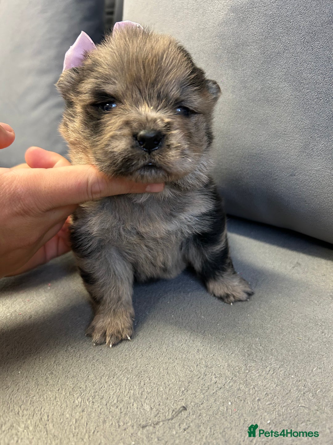 Chow Chow dogs for sale: Chow chow puppies for sale  - Image 7