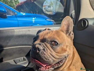 French Bulldog dogs for sale - Advert 1