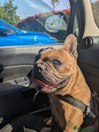 French Bulldog dogs - Advert 1