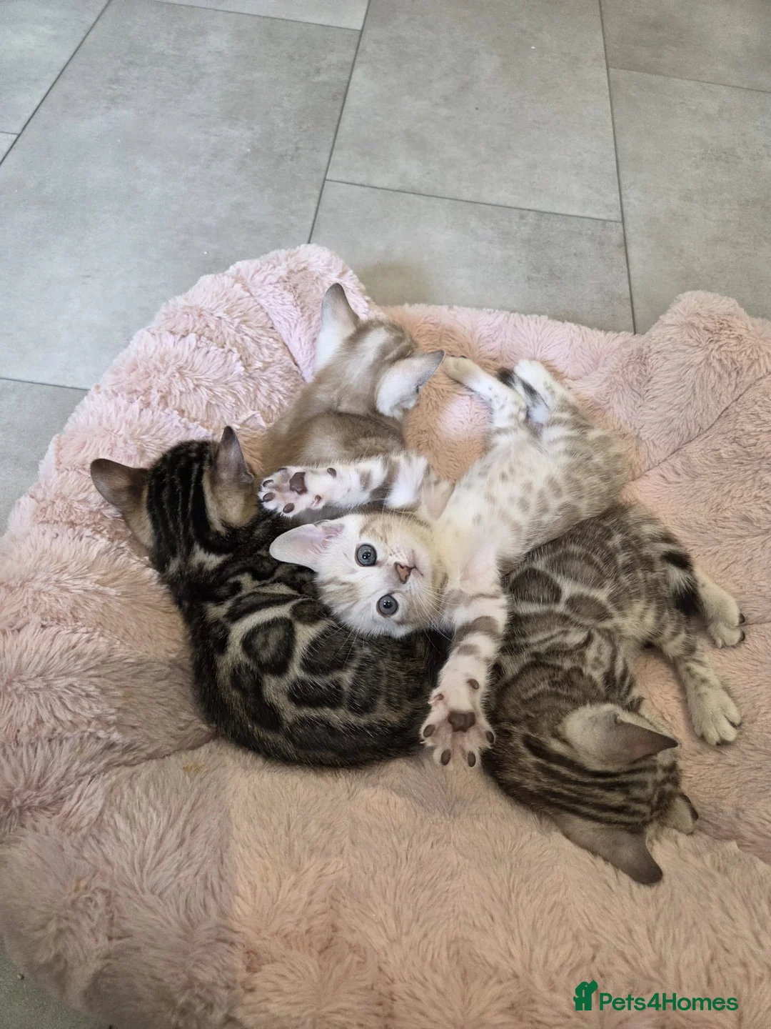 Bengal cats for sale: Pure Bengals Stunning Colour-ready for rezervation - Advert 1