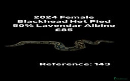 Python Snake reptiles for sale: Various Emoji Pied Ball Pythons Royal Snake  - Image 12