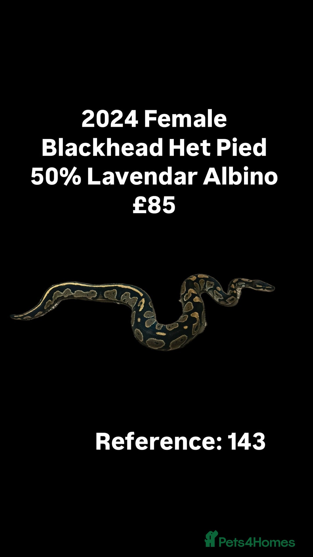 Python Snake reptiles for sale: Various Emoji Pied Ball Pythons Royal Snake  - Image 12
