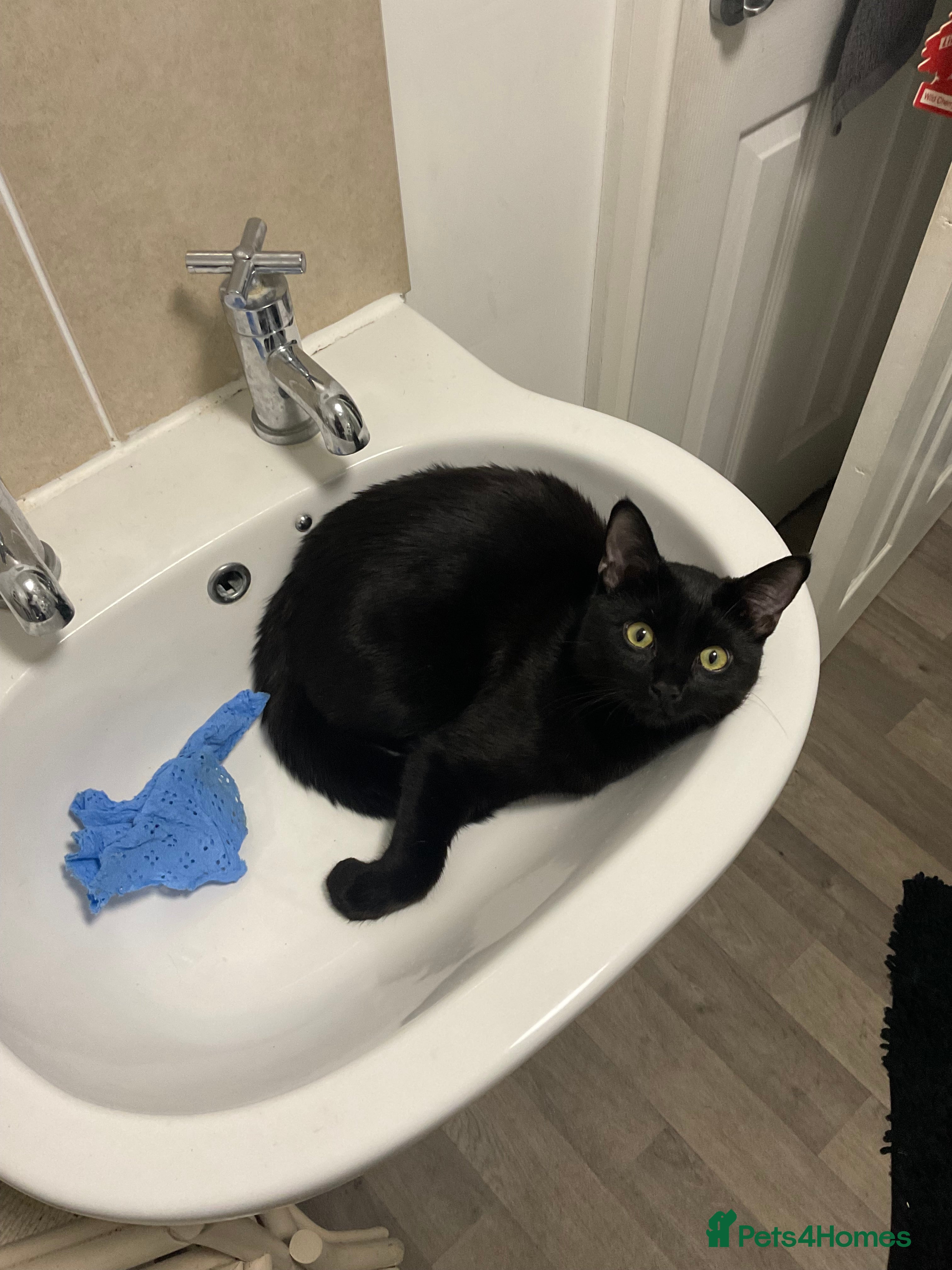 British Shorthair cats Looking for a loving home with another cat  - Advert 1