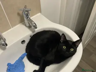 British Shorthair cats Looking for a loving home with another cat - Advert 1