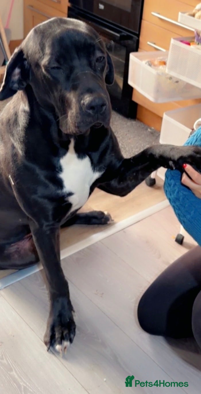 Mixed Breed dogs 10 month old Great Dane x cane corso  - Advert 1