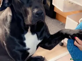 Mixed Breed dogs 10 month old Great Dane x cane corso - Advert 1