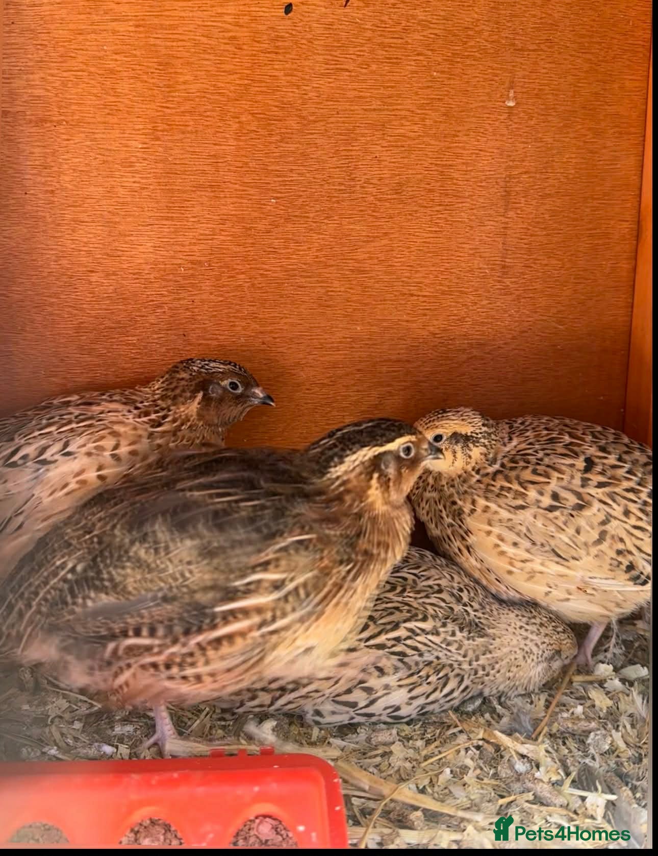 Quail poultry for sale: 12 COTURNIX QUAIL CHICKS  - Advert 4