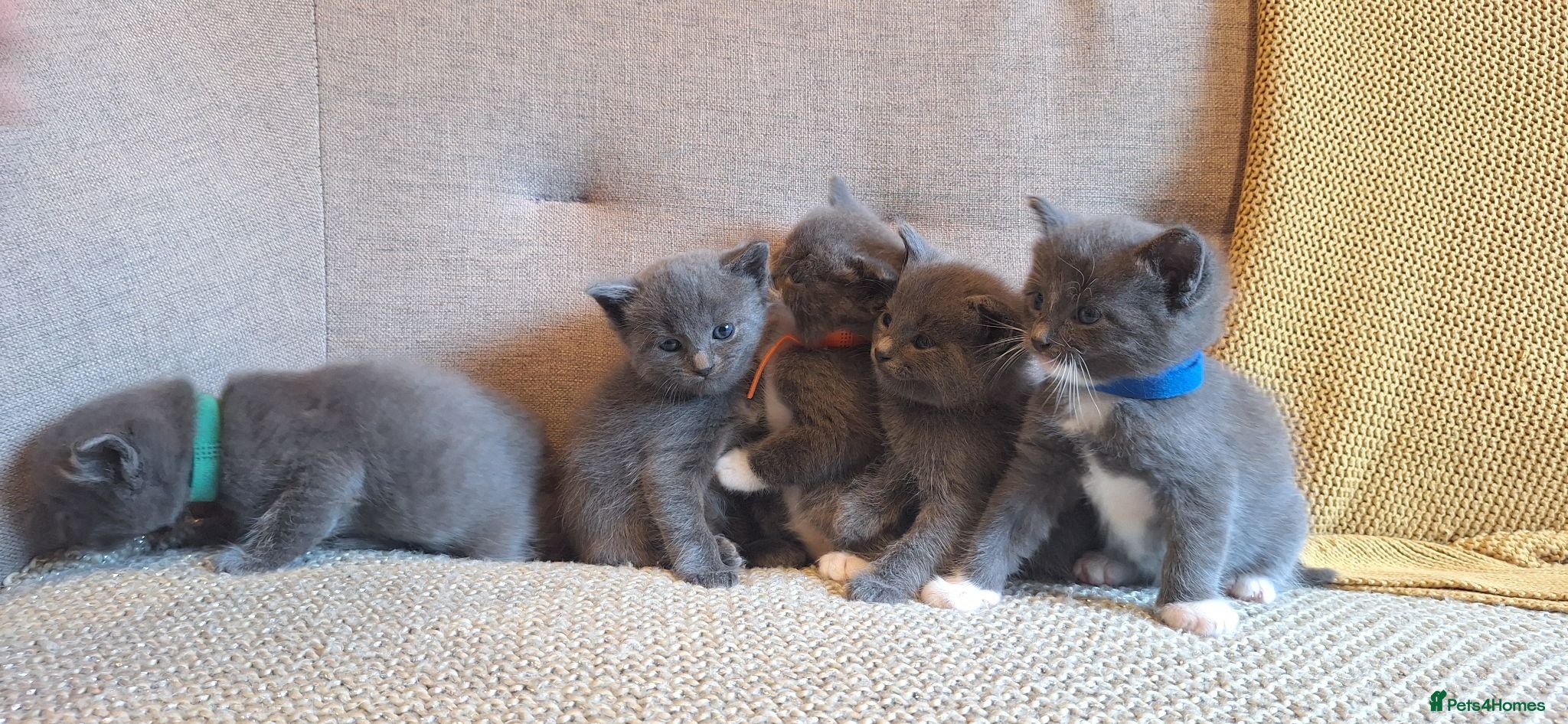 Ragdoll cats Ragdoll X kittens - extremely cute and fluffy  - Advert 6